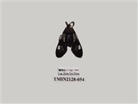 藏品(透翅碩斑蛾)的圖片